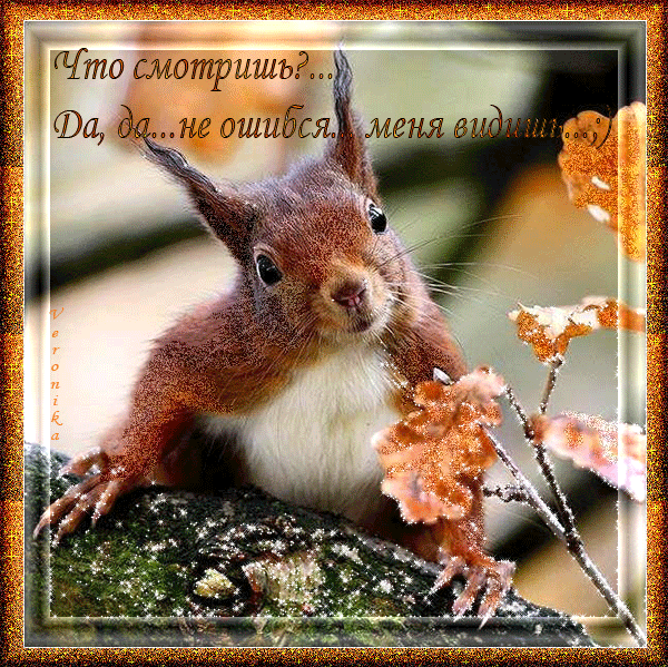  Открытки с белочками gif. Скачать бесплатно открытки с белками.
