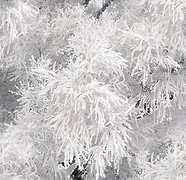 Открытки с инеем скачать бесплатно. Открытки с инеем gif.     