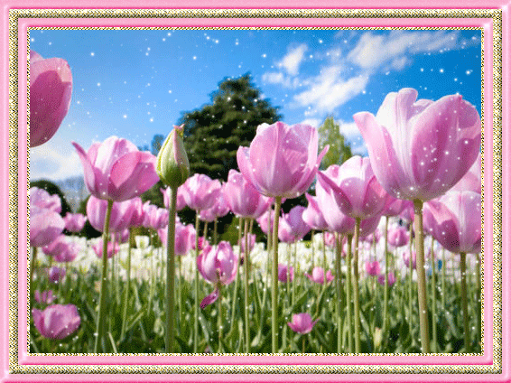 Открытки с полем тюльпанов анимационные. Открытки с полем тюльпанов gif.