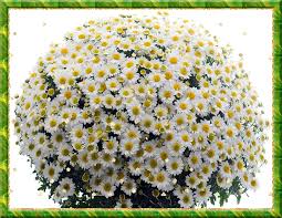 Открытки с букетом ромашек скачать бесплатно. Открытки с букетом ромашек онлайн.