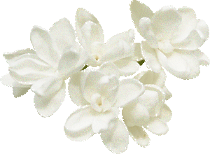 Открытки с белой сиренью анимационные. Открытки с белой сиренью gif.