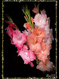 Открытки с гладиолусами скачать бесплатно. Открытки с гладиолусами анимационные.