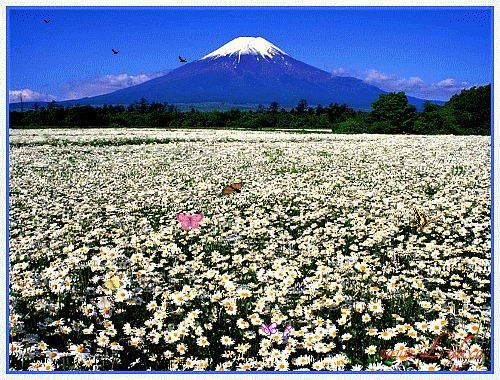 Открытки с ромашковым полем с анимациями. Открытки с ромашковым полем gif.