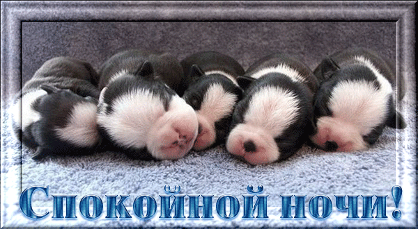 Анимационные открытки с собаками. Скачать бесплатно открытки с собаками.