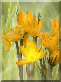 Открытки с букетом нарциссов анимационные. Открытки с букетом нарциссов gif.