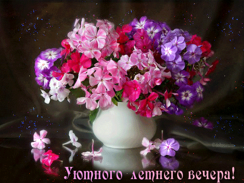 Открытки с флоксами анимационные. Открытки с флоксами скачать.