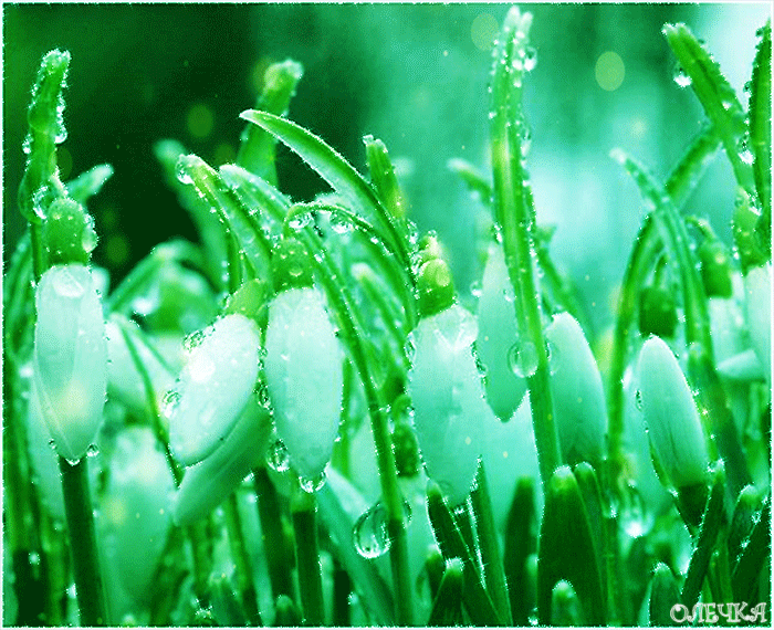 Открытки с подснежниками скачать бесплатно. Открытки с подснежниками gif.