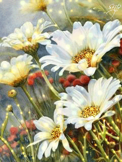 Открытки с ромашковым полем с анимациями. Открытки с ромашковым полем gif.