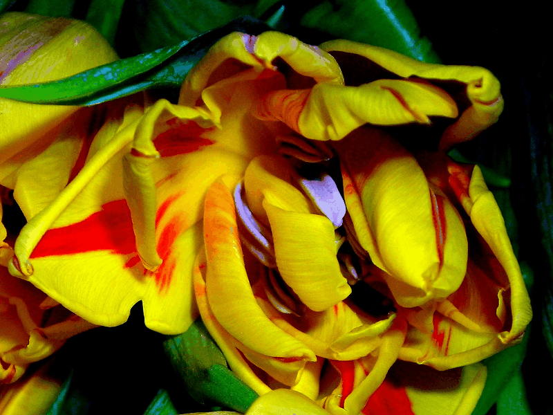 Открытки с желтыми тюльпанами красивые. Открытки с желтыми тюльпанами с анима...