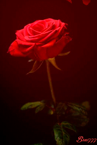 Открытки с лепестками цветов скачать бесплатно. Открытки с лепестками цветов ...