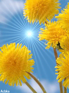 Открытки с желтыми одуванчиками скачать бесплатно. Открытки с желтыми одуванч...
