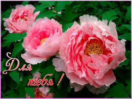 Открытки с пионами в саду скачать бесплатно. Открытки с пионами в саду онлайн.