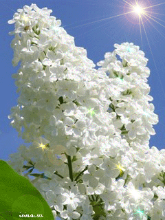 Открытки с белой сиренью анимационные. Открытки с белой сиренью gif.