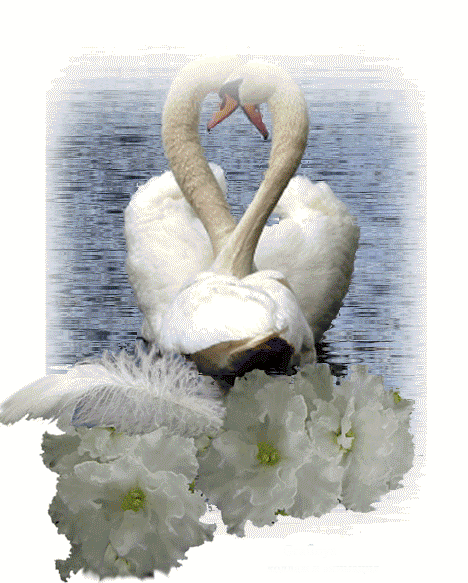 Открытки с лебедями скачать. Открытки с лебедями бесплатно. 