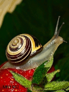 Открытки с улитками скачать бесплатно. Открытки с улитками онлайн.