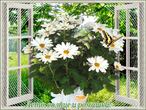 Открытки с букетом ромашек скачать бесплатно. Открытки с букетом ромашек онлайн.