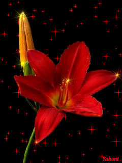 Открытки с красной лилией скачать. Анимационные открытки с красной лилией. 