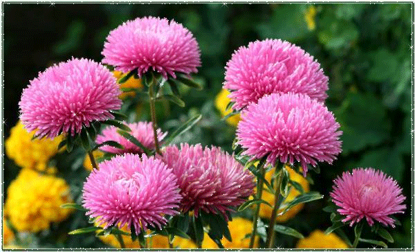 Открытки с астрами скачать бесплатно. Открытки с астрами онлайн.