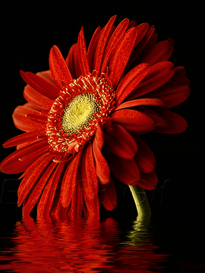 Открытки с герберами скачать бесплатно. Открытки с герберами gif.