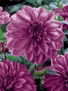 Открытки с хризантемами скачать бесплатно. Открытки с хризантемами онлайн.