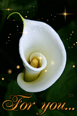 Открытки с каллами скачать бесплатно. Открытки с каллами онлайн.