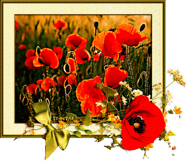 Открытки с маковым полем скачать бесплатно. Открытки с маковым полем онлайн.