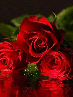 Открытки с красными розами скачать. Открытки с красными розами с пожеланиями.