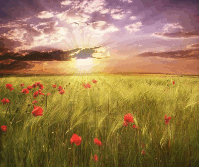 Открытки с маковым полем скачать бесплатно. Открытки с маковым полем онлайн.
