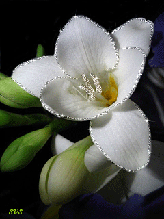 Открытки с фрезиями gif. Открытки с фрезиями скачать бесплатно.