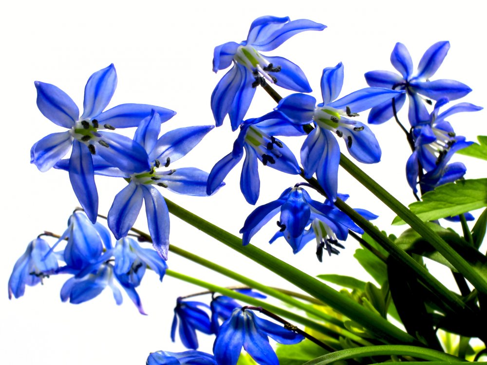 Открытки с пролесками скачать бесплатно. Открытки с пролесками онлайн.