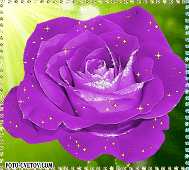 Открытки с фиолетовыми розами скачать бесплатно. Открытки с фиолетовыми розами онлайн.