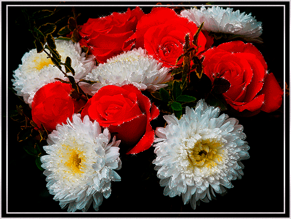 Открытки с белыми хризантемами анимационные. Открытки с белыми хризантемами gif.