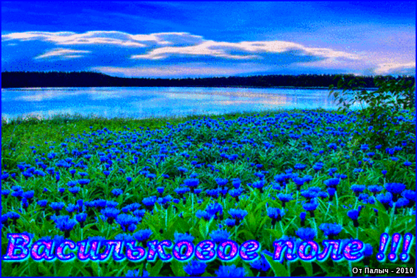 Открытки с цветочными полями с анимациями. Красивые открытки с цветами.