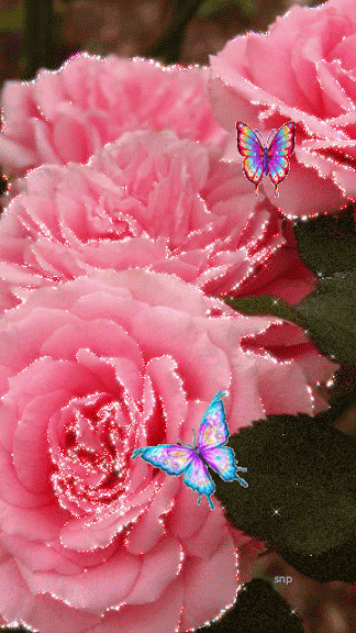 Чудесные открытки с розовыми розами скачать бесплатно gif.