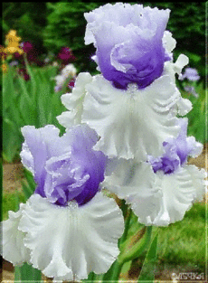 Открытки с ирисами скачать. Открытки с ирисами бесплатно онлайн.