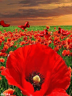 Открытки с маковым полем скачать бесплатно. Открытки с маковым полем онлайн.