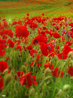 Открытки с маковым полем скачать бесплатно. Открытки с маковым полем онлайн.