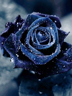 Открытки с синими розами скачать бесплатно. Открытки с синими розами онлайн.