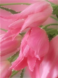 Нежные открытки с розовыми тюльпанами. Открытки с розовыми тюльпанами скачать.