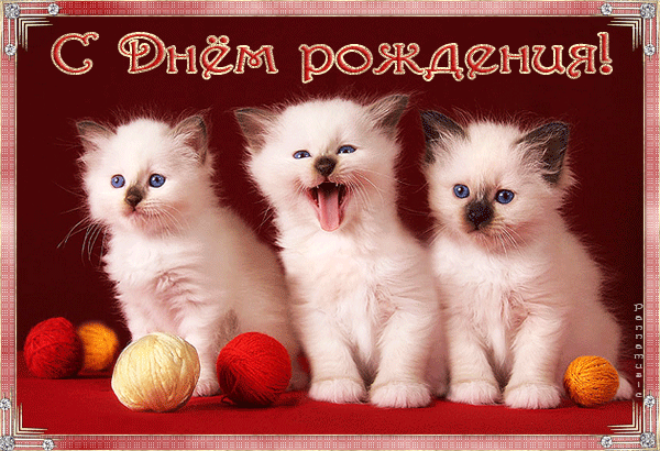 Открытки с кошками скачать бесплатно. Анимационные открытки с кошками.