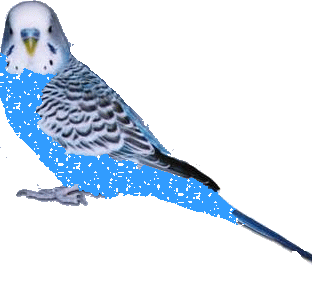 Открытки с попугаями скачать. Открытки с попугаями бесплатно.