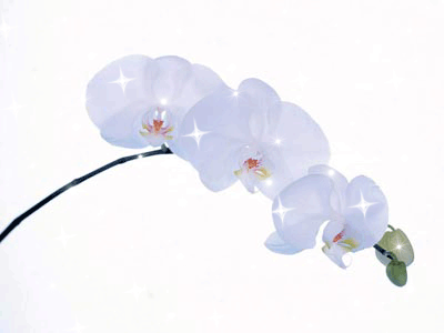 Открытки с белыми орхидеями скачать. Открытки с белыми орхидеями бесплатно он...