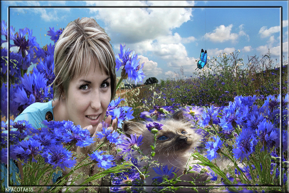 Открытки с васильковым полем скачать бесплатно. Открытки с васильковым полем ...