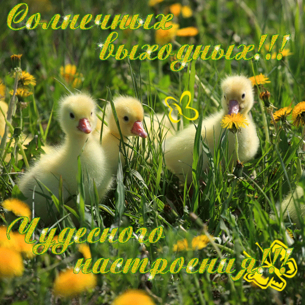 Открытки с пожеланиями хорошего дня. Скачать открытки хорошего дня.