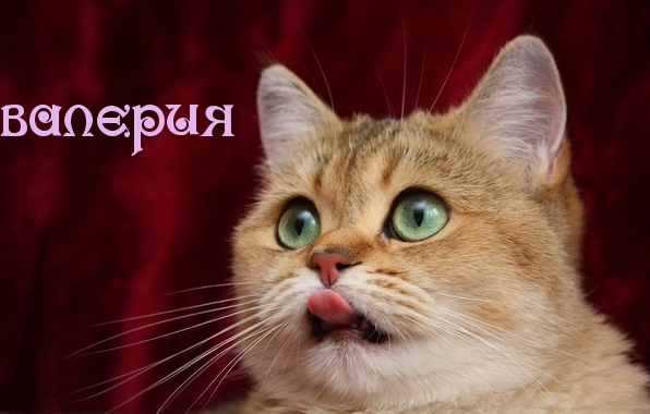 Красивые открытки с именем Лера. Скачать бесплатно открытки с именем Валерия.