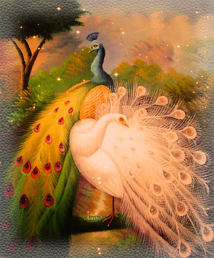 Открытки с павлинами скачать бесплатно. Открытки с павлинами gif.