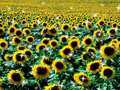 Открытки с подсолнухами в поле скачать бесплатно. Открытки с подсолнухами в п...