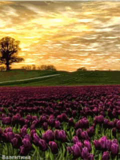 Открытки с полем тюльпанов анимационные. Открытки с полем тюльпанов gif.