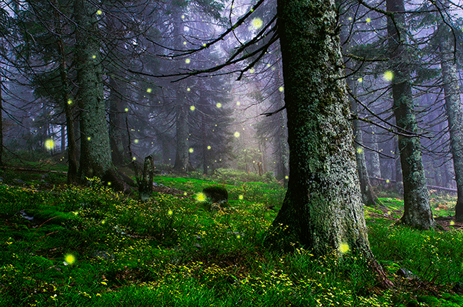 Открытки с летним лесом бесплатно онлайн. Красивые открытки с лесом.