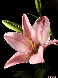 Открытки с розовыми лилиями скачать бесплатно. Открытки с розовыми лилиями ан...